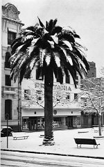 SIDI BEL ABBES 1954 SOUS LA NEIGE  (11)